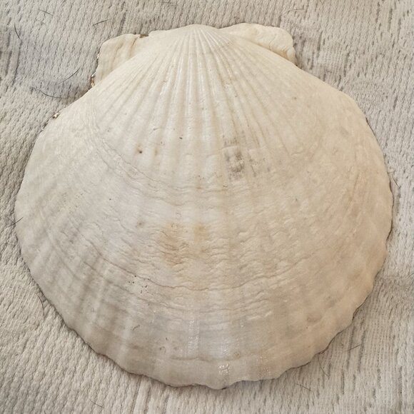 Handmade Decoupage Scallop Shell Trinket Dish Koi Gold Fish - Picture 4 of 6